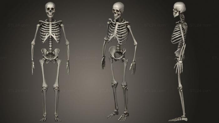Анатомия скелеты и черепа (Скелет, ANTM_1621) 3D модель для ЧПУ станка